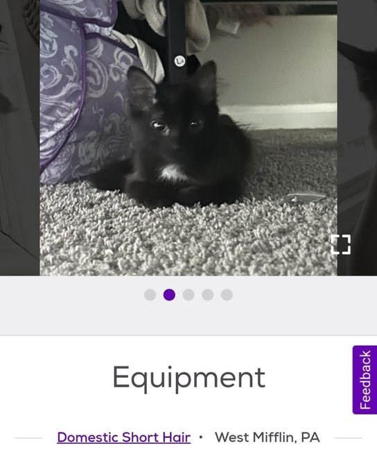 Equipment • Domestic Short Hair West Mifflin, PA Feedback