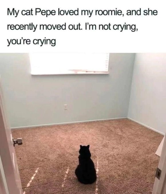 My cat Pepe loved my roomie, and she recently moved out. I'm not crying, you're crying