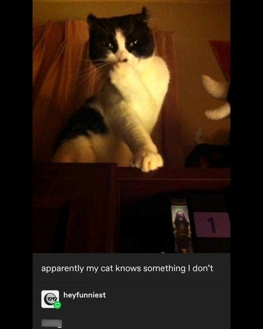 apparently my cat knows something I don't heyfunniest