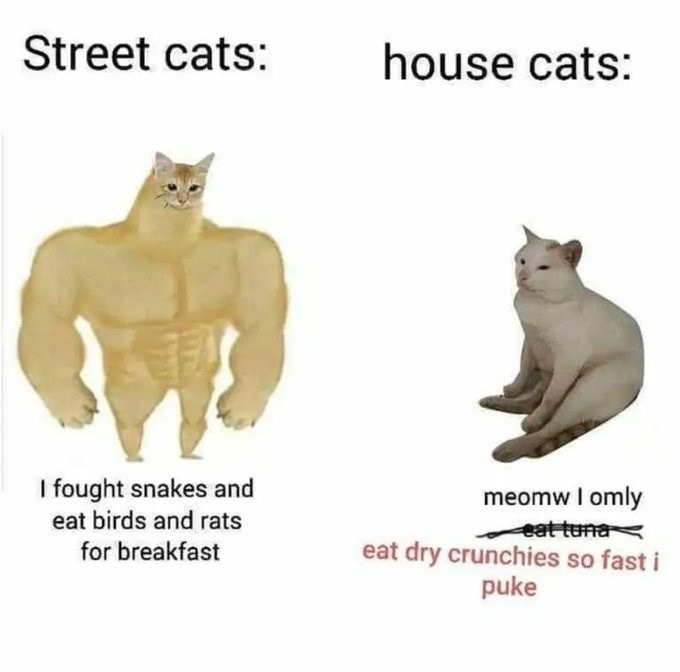 Street cats: house cats: I fought snakes and eat birds and rats for breakfast meomw I omly eat tuna eat dry crunchies so fast i puke