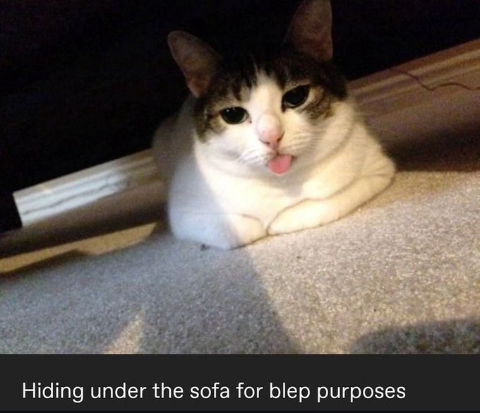 Hiding under the sofa for blep purposes
