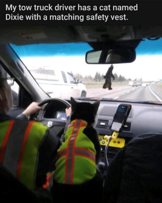 My tow truck driver has a cat named Dixie with a matching safety vest. B