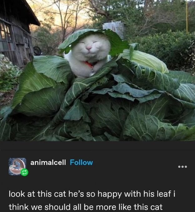 animalcell Follow look at this cat he's so happy with his leaf i think we should all be more like this cat