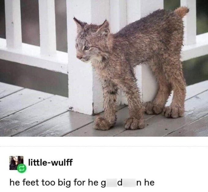 little-wulff he feet too big for he g d n he