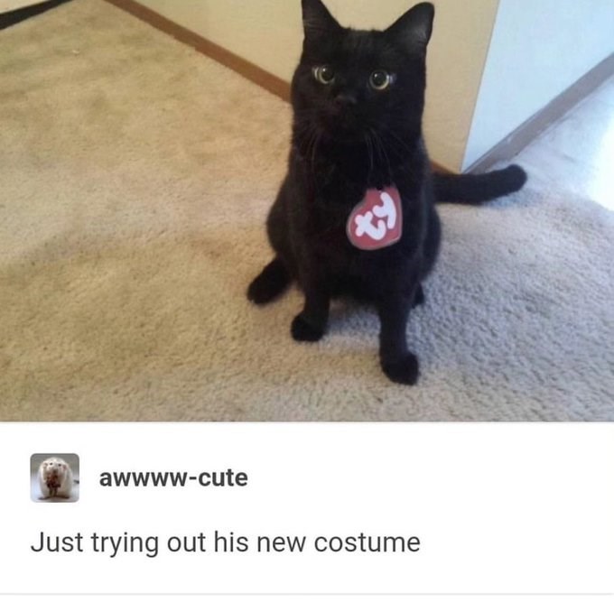 awwww-cute Just trying out his new costume ty