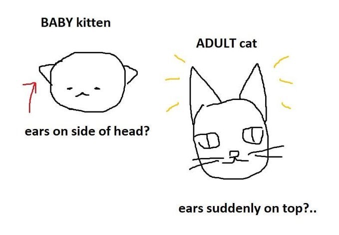 BABY kitten ADULT cat ears on side of head? ears suddenly on top?..