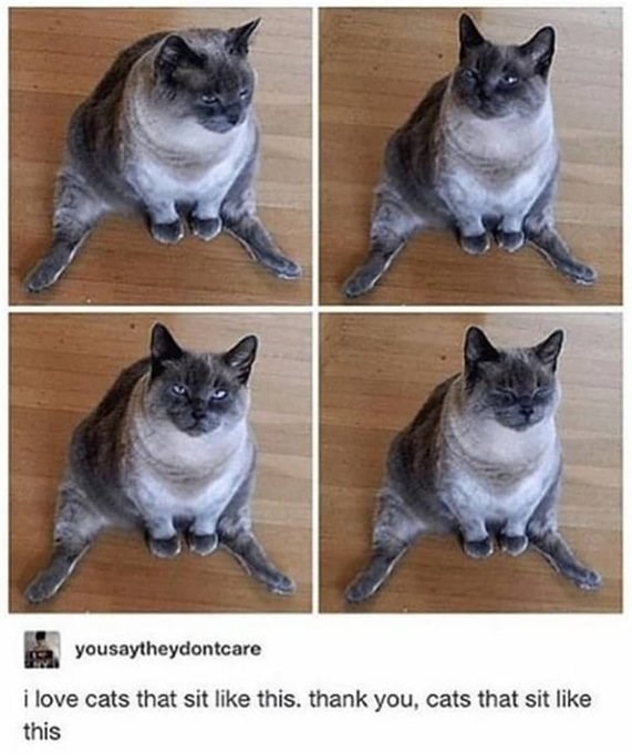yousaytheydontcare i love cats that sit like this. thank you, cats that sit like this
