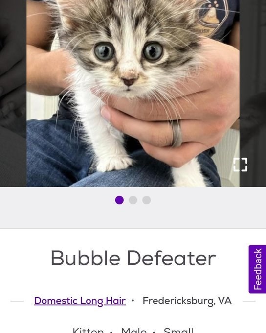 Bubble Defeater • Domestic Long Hair Fredericksburg, VA Kitten Male Small Feedback