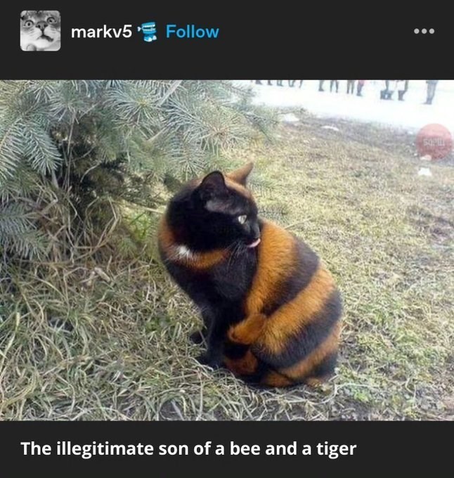 markv5 Follow The illegitimate son of a bee and a tiger