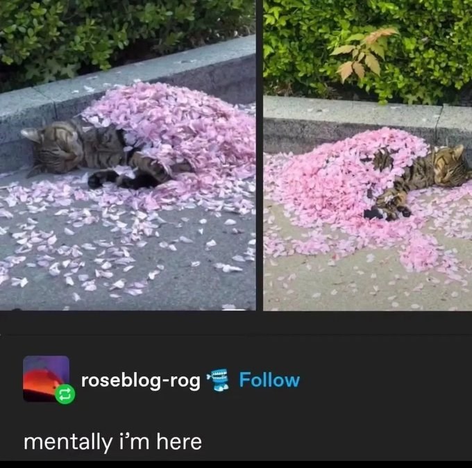 roseblog-rog Follow mentally i'm here