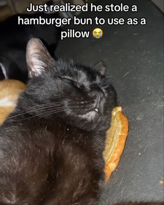 Just realized he stole a hamburger bun to use as a pillow>