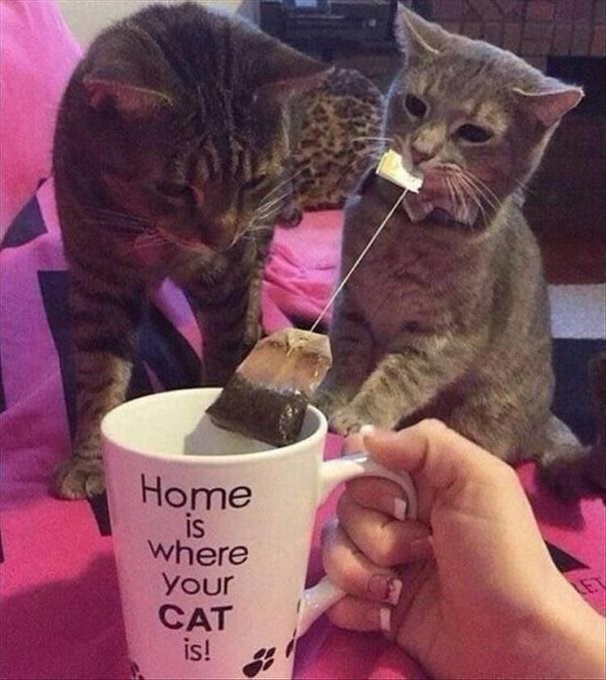 Home is where your CAT is! LET