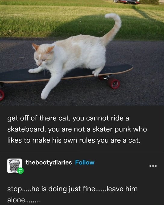 get off of there cat. you cannot ride a skateboard. you are not a skater punk who likes to make his own rules you are a cat. thebootydiaries Follow stop.....he is doing just fine......leave him alone........