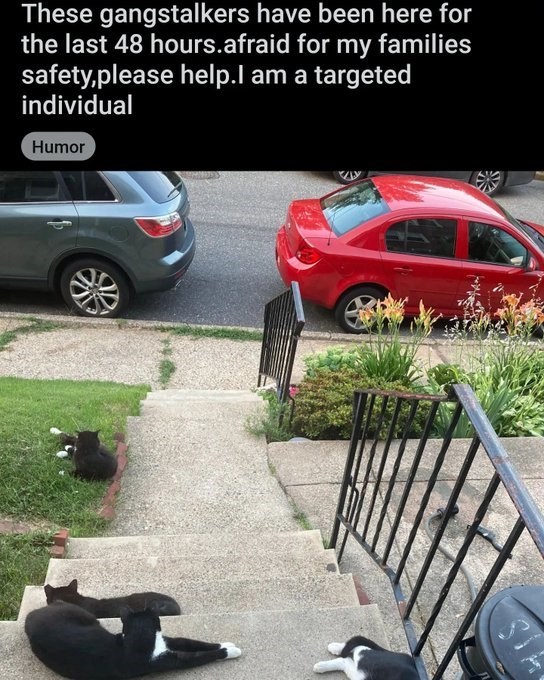 These gangstalkers have been here for the last 48 hours. afraid for my families safety,please help.I am a targeted individual Humor