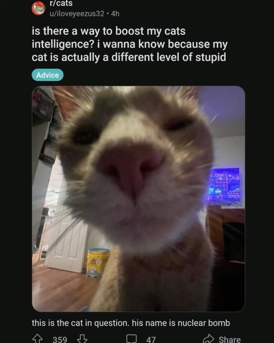 r/cats u/iloveyeezus32 4h is there a way to boost my cats intelligence? i wanna know because my cat is actually a different level of stupid Advice this is the cat in question. his name is nuclear bomb 359 д 47 Share