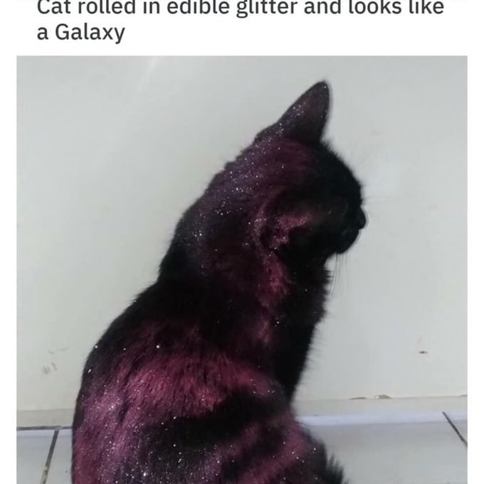 Cat rolled in edible glitter and looks like a Galaxy