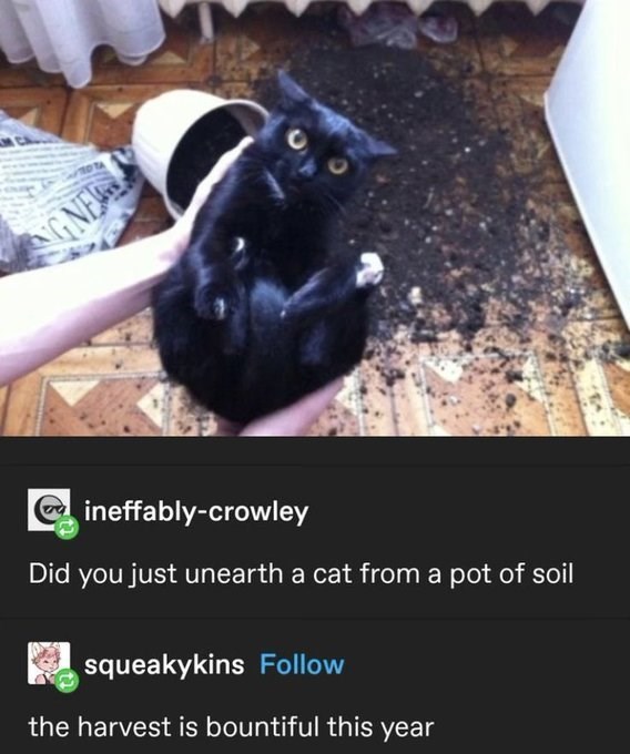 GNE Cineffably-crowley Did you just unearth a cat from a pot of soil squeakykins Follow the harvest is bountiful this year