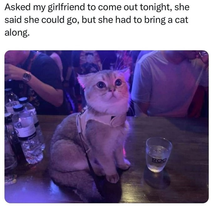 Asked my girlfriend to come out tonight, she said she could go, but she had to bring a cat along. ROC