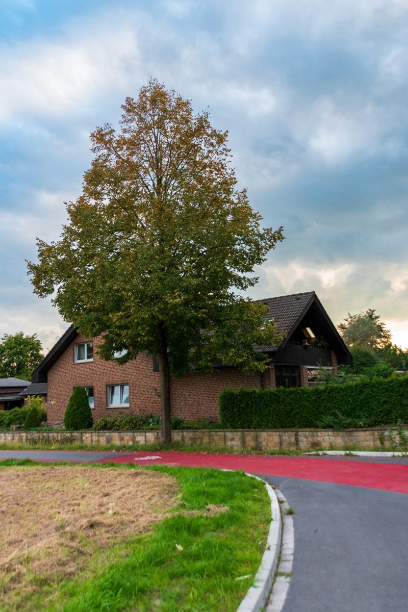 Large mature trees stand along the edge of a residential property.