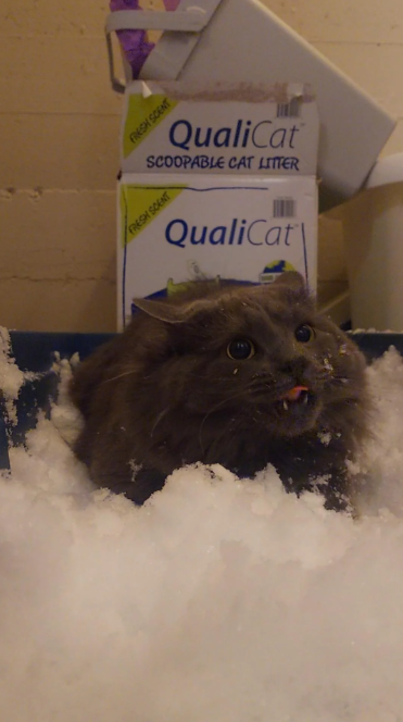 FRESH SCENT QualiCat SCOOPABLE CAT LITTER FRESH SCENT QualiCat