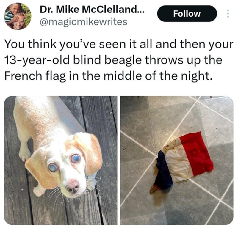 Dr. Mike McClelland... @magicmikewrites Follow You think you've seen it all and then your 13-year-old blind beagle throws up the French flag in the middle of the night.