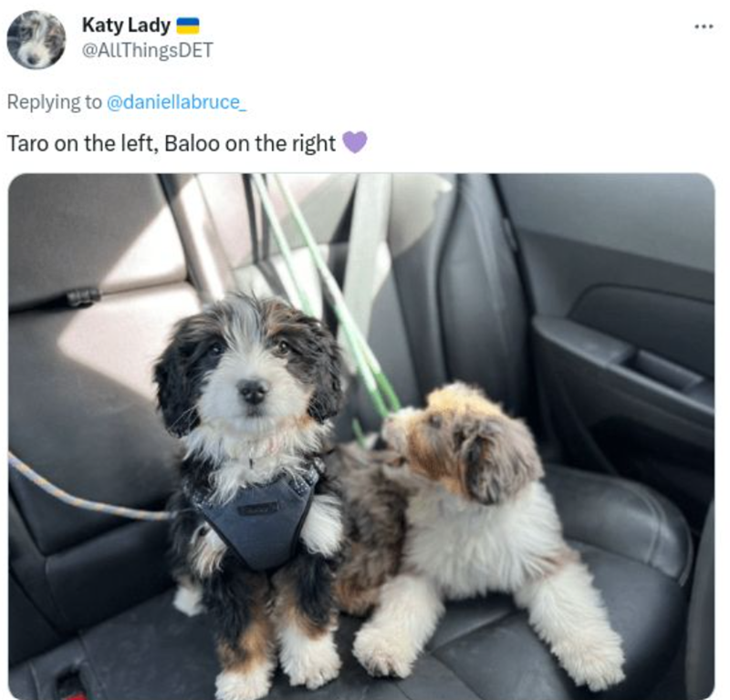 Katy Lady @AllThingsDET Replying to @daniellabruce_ Taro on the left, Baloo on the right