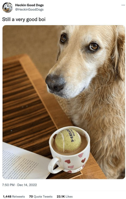 7:50 PM Dec 14, 2022 Heckin Good Dogs @HeckinGoodDogs Still a very good boi 1,448 Retweets 70 Quote Tweets 23.1K Likes HEA RACK