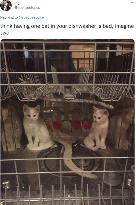 log @decoyoctopus Replying to @sixscosepoise think having one cat in your dishwasher is bad, imagine two