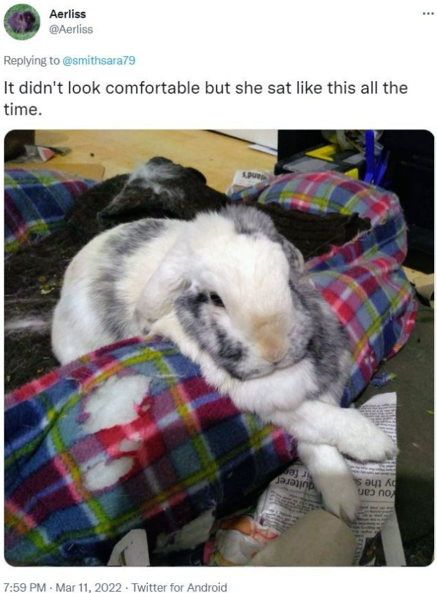 Aerliss @Aerliss Replying to @smithsara79 It didn't look comfortable but she sat like this all the time. spue 7:59 PM Mar 11, 2022 Twitter for Android อองเกp weɔ no ...