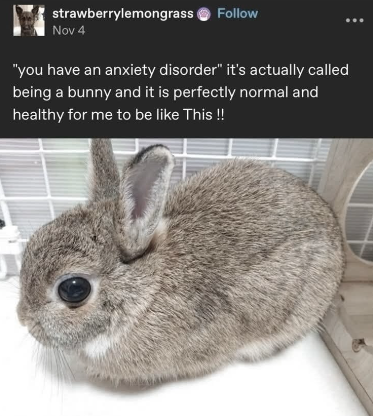 strawberrylemongrass Follow Nov 4 "you have an anxiety disorder" it's actually called being a bunny and it is perfectly normal and healthy for me to be like This !!