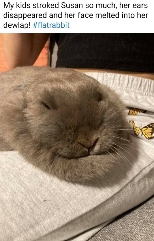 My kids stroked Susan so much, her ears disappeared and her face melted into her dewlap! #flatrabbit