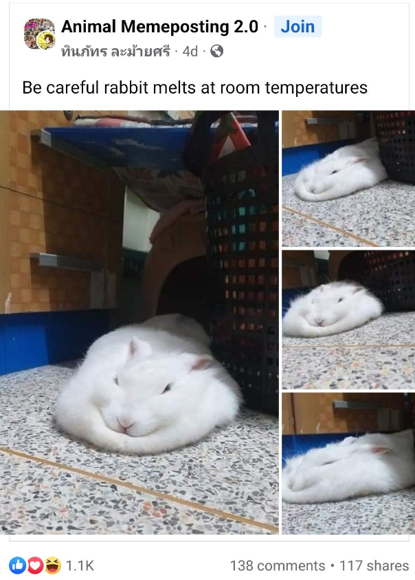 Animal Memeposting 2.0 Join ทินภัทร ละม้ายศรี · 4d · 9 Be careful rabbit melts at room temperatures 1.1K 138 comments 117 shares