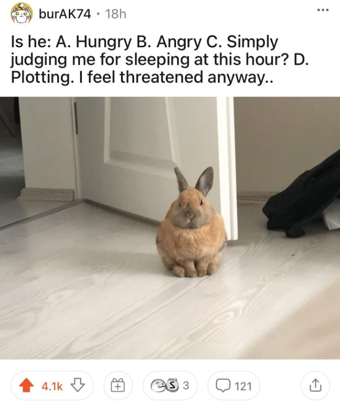 burAK74 • 18h Is he: A. Hungry B. Angry C. Simply judging me for sleeping at this hour? D. Plotting. I feel threatened anyway.. 4.1k S3 121
