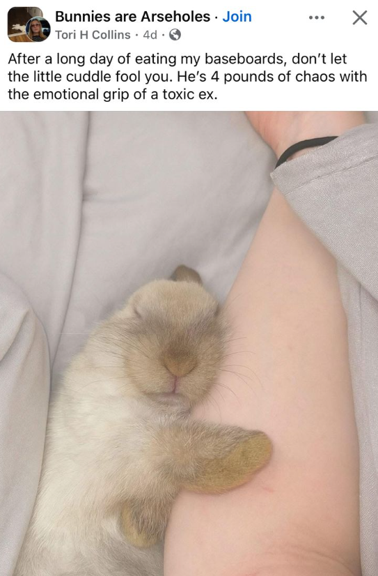 Bunnies are Arseholes Join Tori H Collins 4d After a long day of eating my baseboards, don't let the little cuddle fool you. He's 4 pounds of chaos with the emotional grip of a toxic ex.