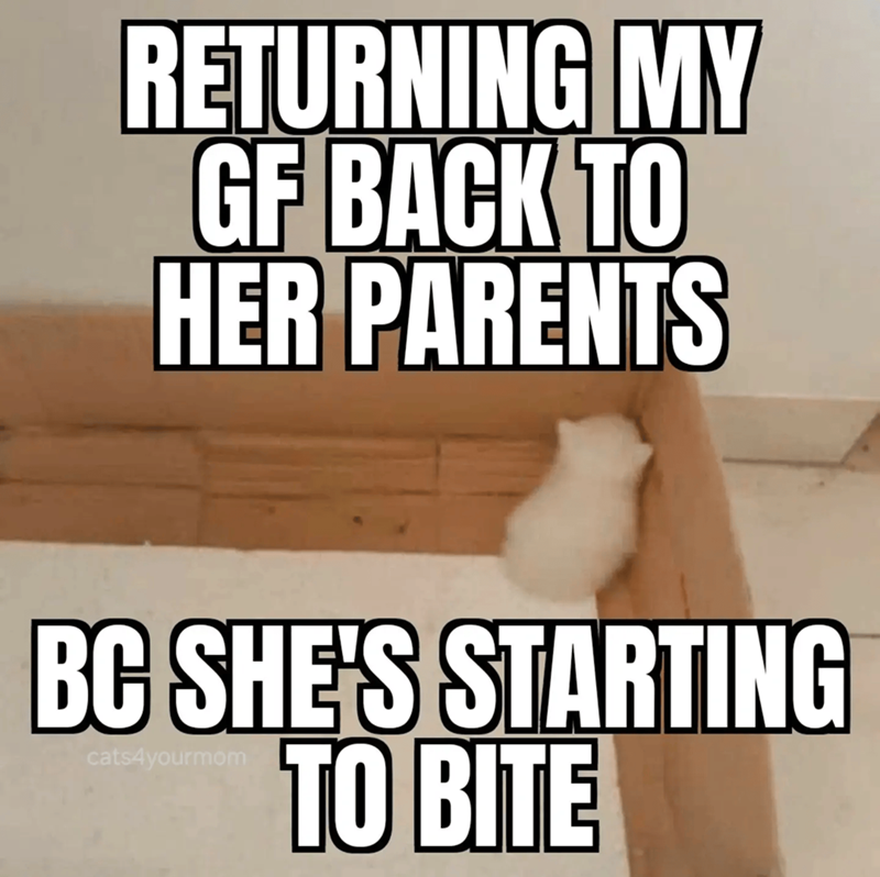 RETURNING MY GF BACK TO HER PARENTS BC SHE'S STARTING cats4yourmom TO BITE