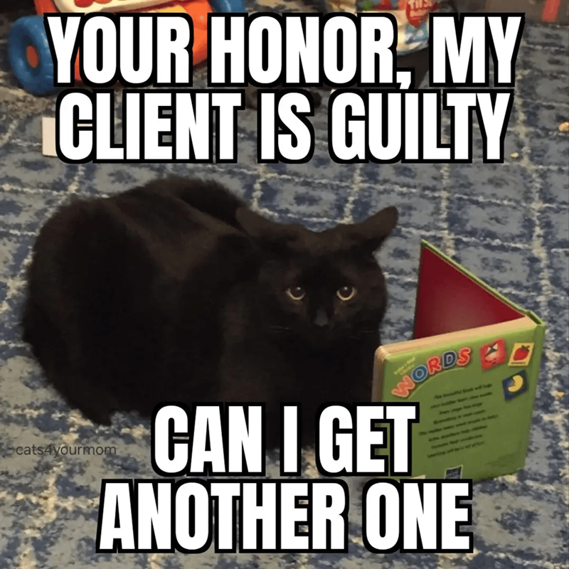 YOUR HONOR, MY CLIENT IS GUILTY cats4yourmom WORDS CAN I GET ANOTHER ONE