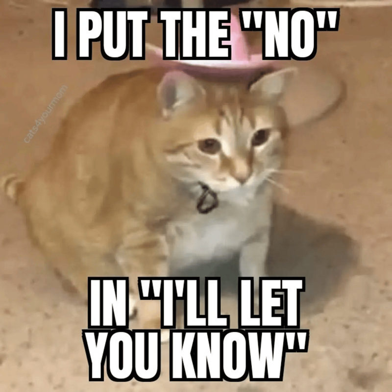 cats4yourmom I PUT THE "NO" IN "I'LL LET YOU KNOW™