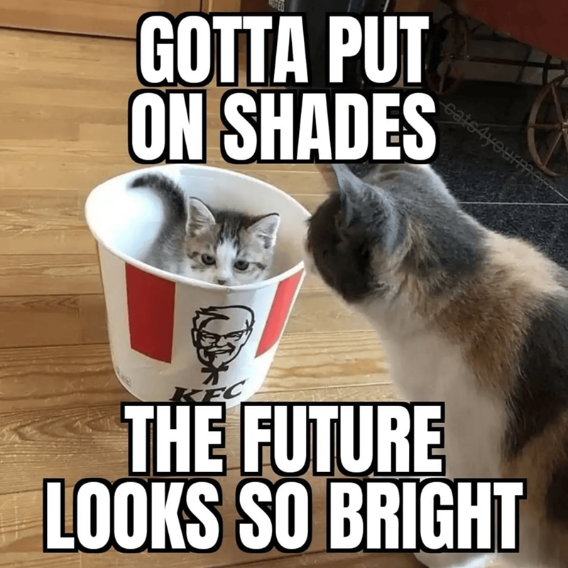GOTTA PUT ON SHADES cats 4yourm KEC THE FUTURE LOOKS SO BRIGHT