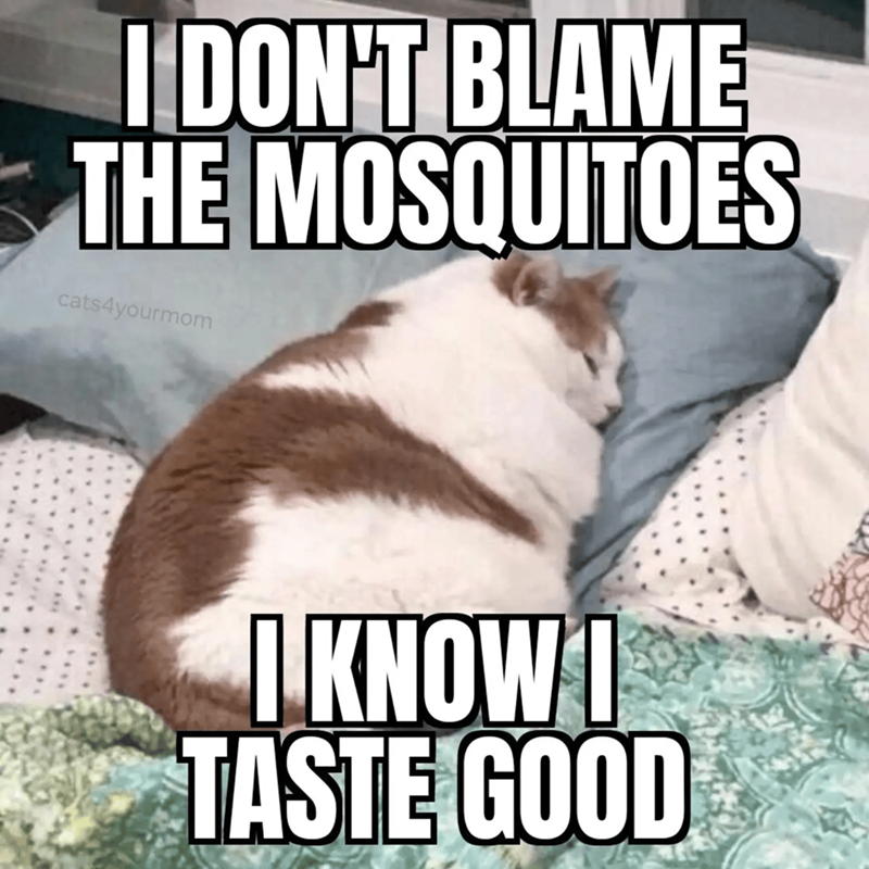 I DON'T BLAME THE MOSQUITOES cats4yourmom I KNOW I TASTE GOOD