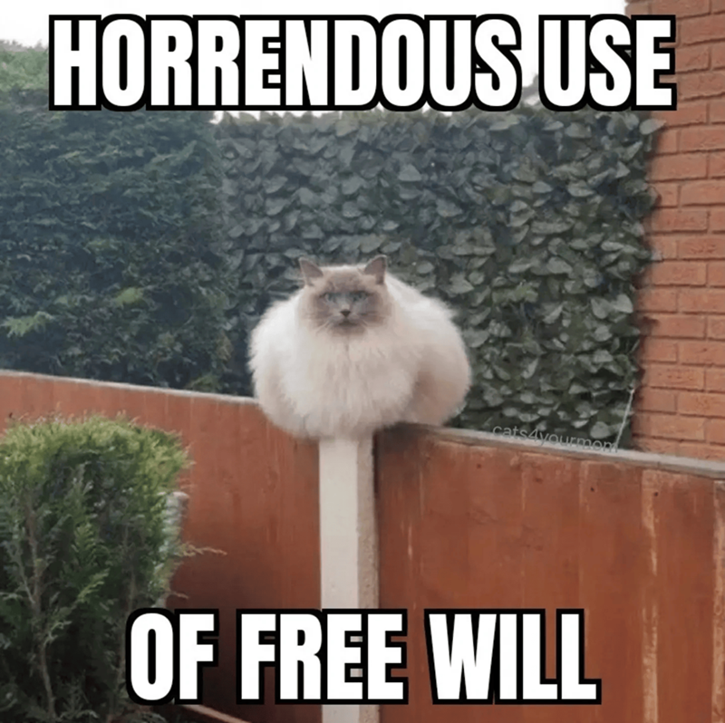 HORRENDOUS USE cats4yourmon OF FREE WILL