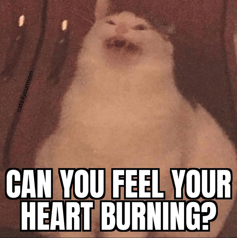 cats4yourmor CAN YOU FEEL YOUR HEART BURNING?