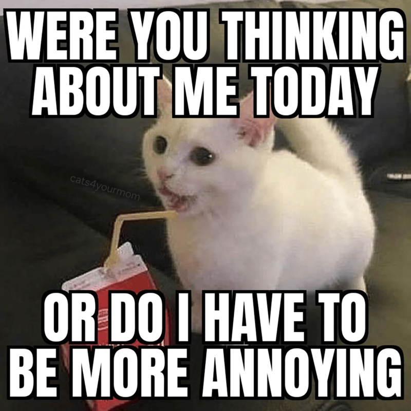 WERE YOU THINKING ABOUT ME TODAY cats4yourmom OR DO I HAVE TO BE MORE ANNOYING