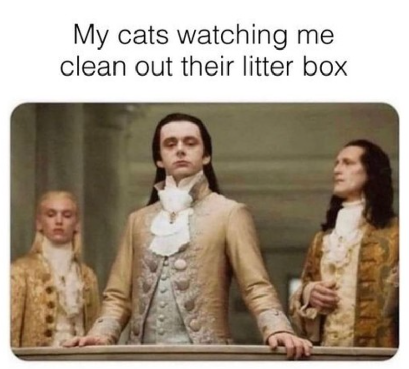 My cats watching me. clean out their litter box.