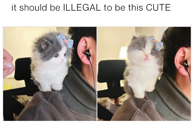 it should be ILLEGAL to be this CUTE