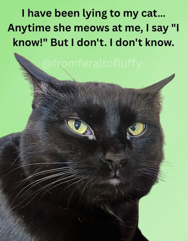 I have been lying to my cat... Anytime she meows at me, I say "I know!" But I don't. I don't know. @fromferaltofluffy