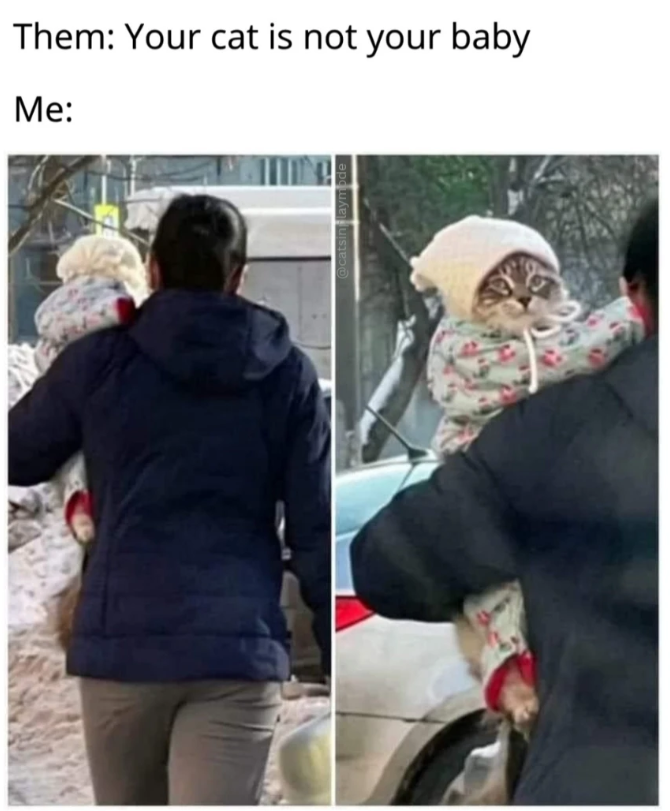 Me: Them: Your cat is not your baby @catsinglaymode
