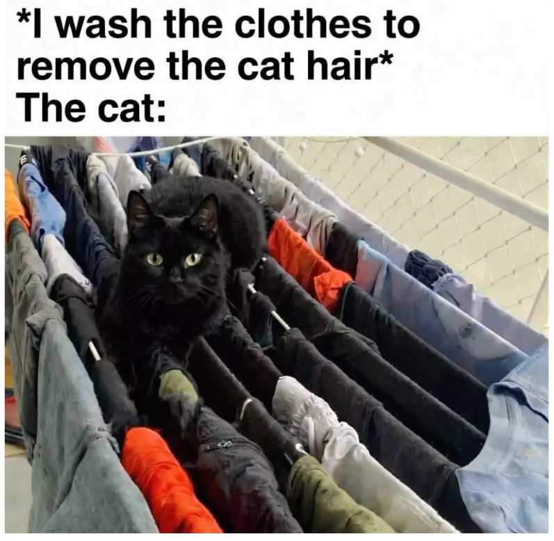 *I wash the clothes to remove the cat hair* The cat: