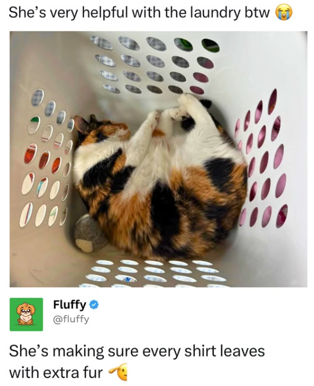 She's very helpful with the laundry btw 0000 Fluffy @fluffy She's making sure every shirt leaves with extra fur