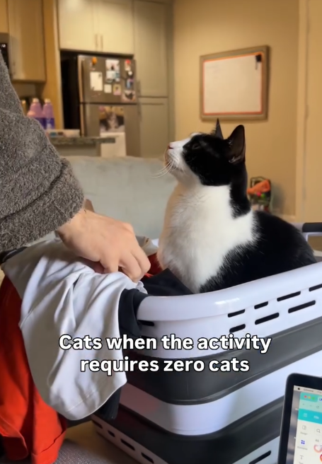=== Cats when the activity requires zero cats