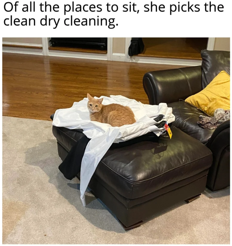 Of all the places to sit, she picks the clean dry cleaning.